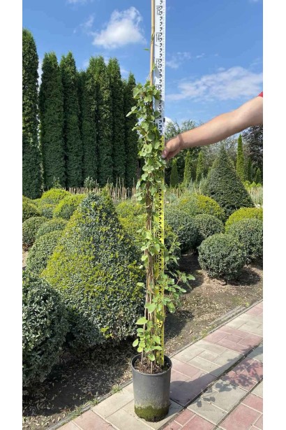 Фаллопія Ауберта (Горець) - 5л/вис.140-180см/Ø20-30см